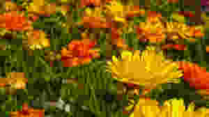 Ringelblumenfeld im Mühlviertel