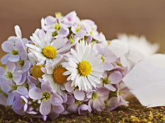 Kräutersammelkalender - April