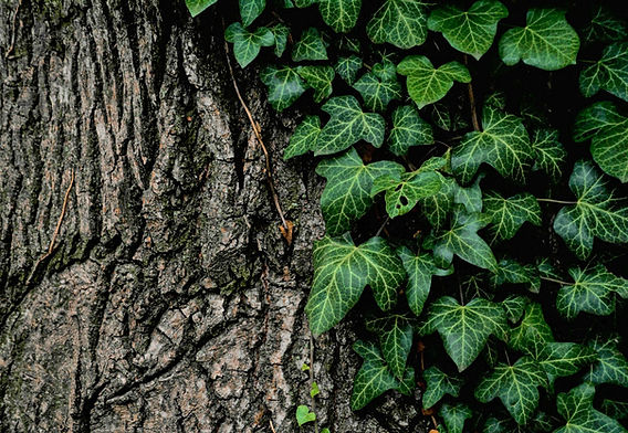 zimmerpflanzen fensterblatt Monstera Deliciosa am Moosstab 90cm – Fensterblatt Zimmerpflanze im Üb