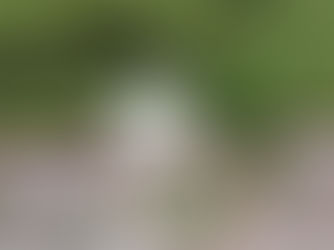 Waldzuckerl aus Lärchen,- und Fichtenblüten