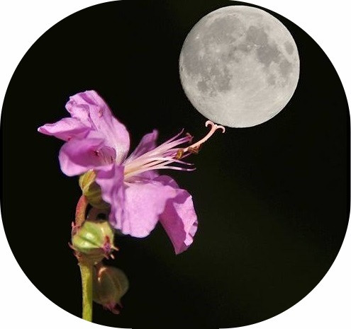 Vollmond und Blume