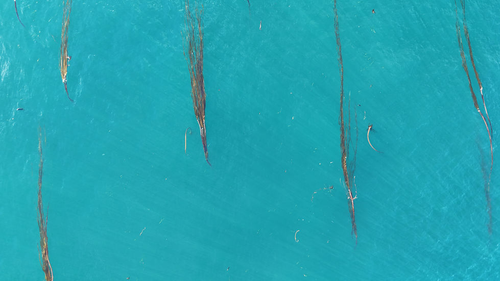 kelp in winter