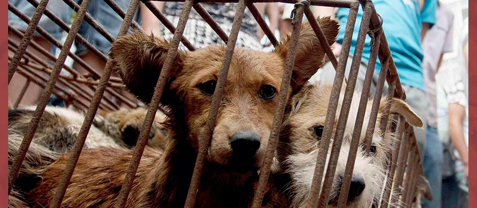 En China prohibió criar perros para consumo humano