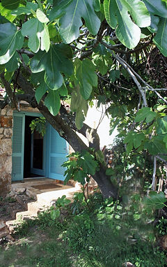 Eingang mit Feigenbaum