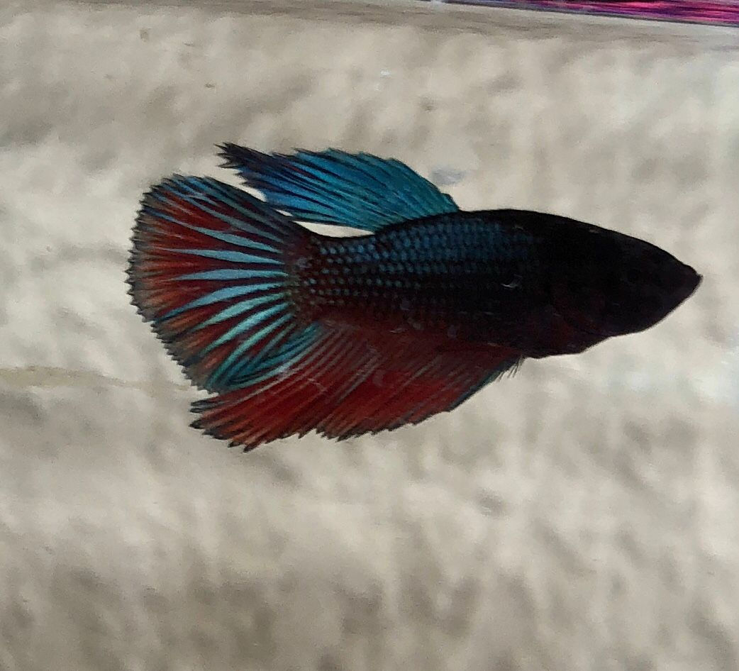 Halfmoon Male Betta
