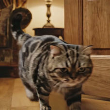 פתגמים בערבית: שחק יא חתול!