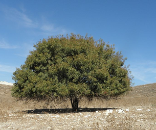 Giving a Fruitful Impression with No Backup