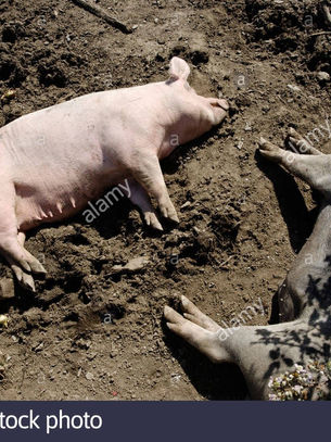 Be happy in the mud!