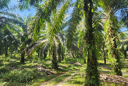 Oil Palm after using Silicon Fertilizer