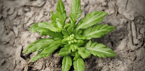 Pest plant.jpg