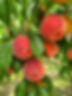 Peaches-6.jpg