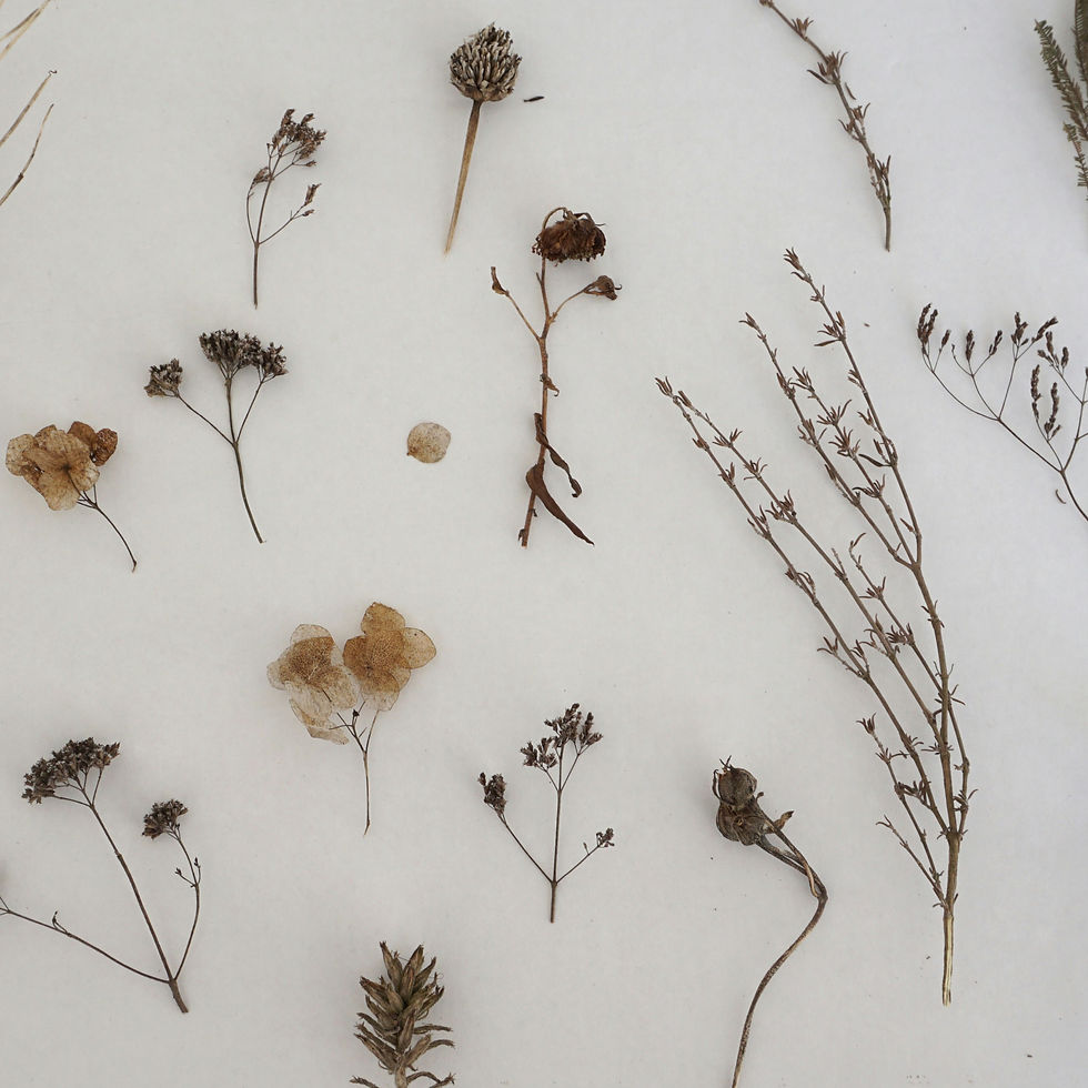 Atelier : Créer son herbarium