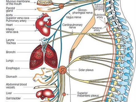 Spinal Health