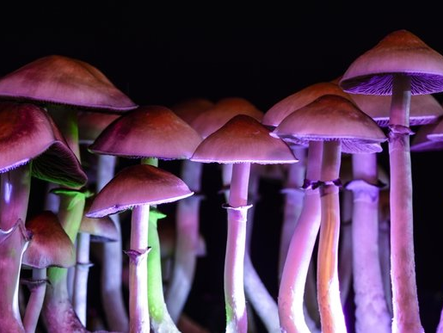 Mushrooms as Medicine