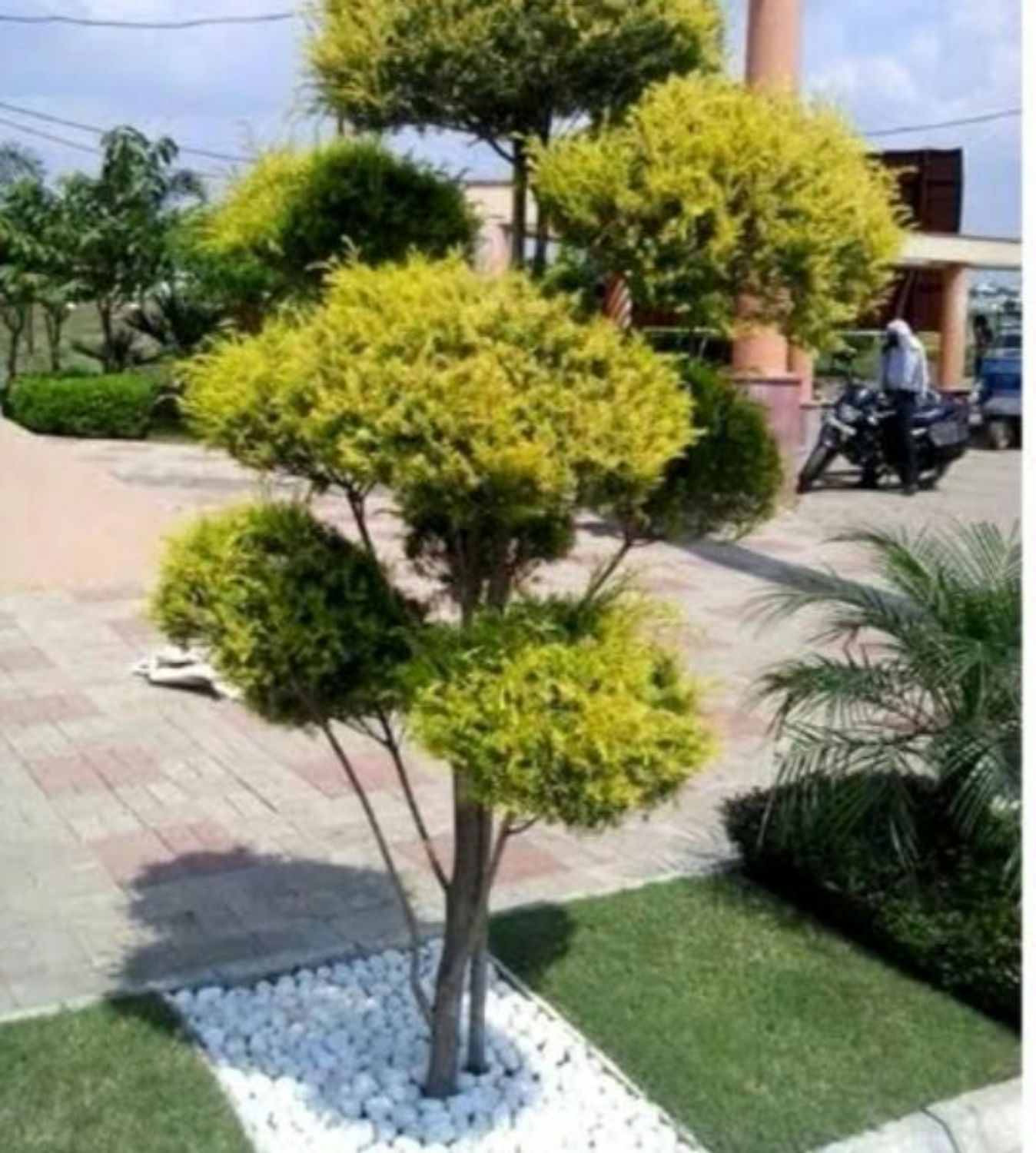 Golden bottle brush toppoiry