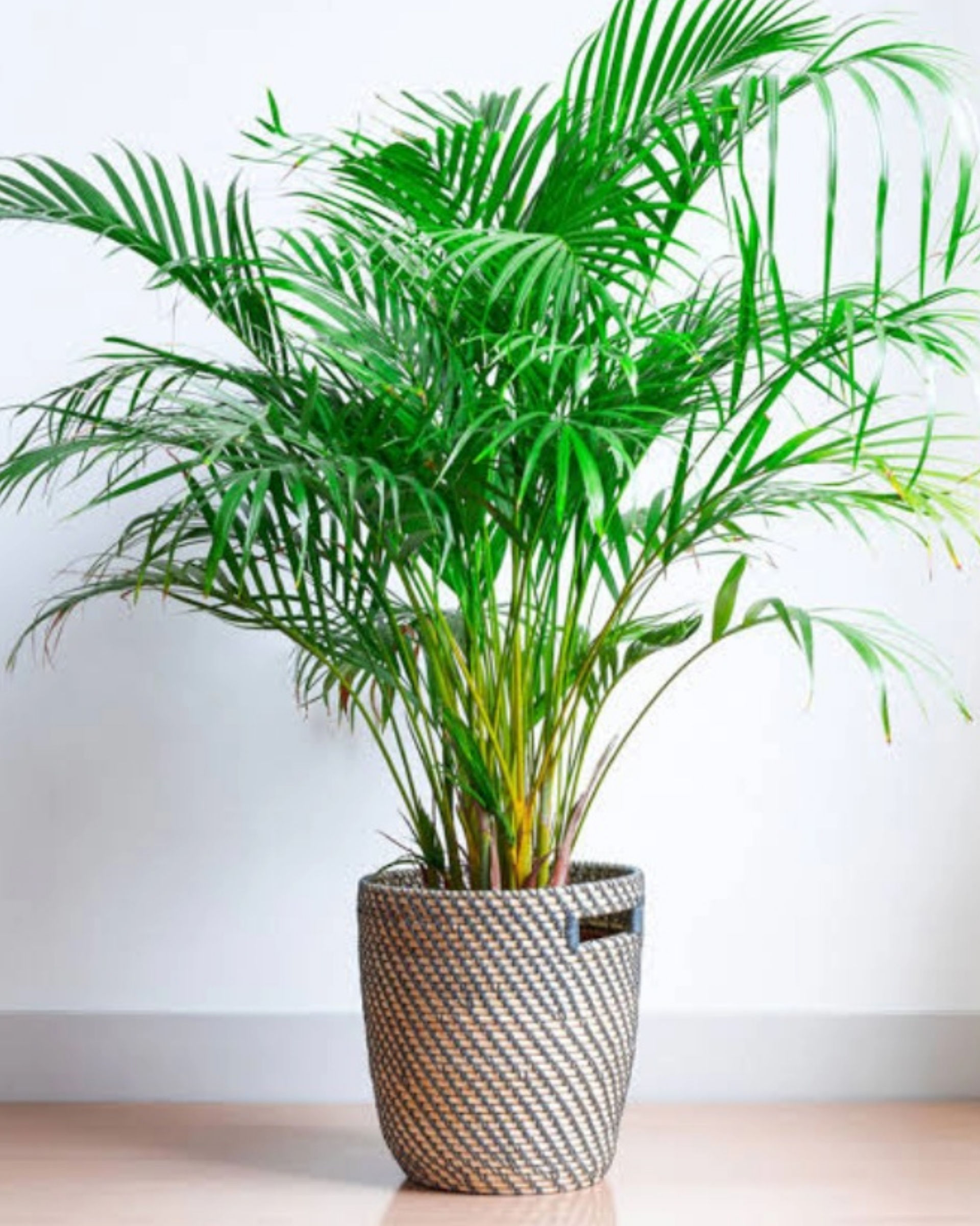 Arica Palm