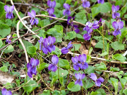 Duftveilchen (Viola odorata)
