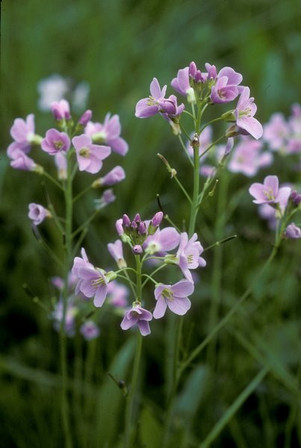 Wiesenschaumkraut (Cardamine pratensis)