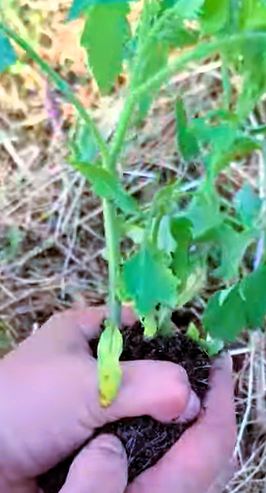 Die Wurzelballen von Tomaten zusammendrücken