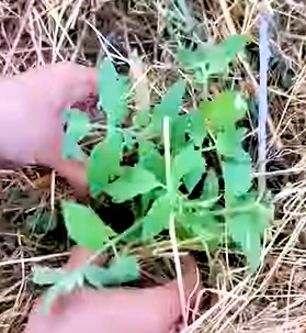 Tomatensetzlinge zu zweit gemeinsam einpflanzen