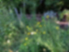 Community Garden Pulvermühl-Park - Sommer 17.00 -19.00h