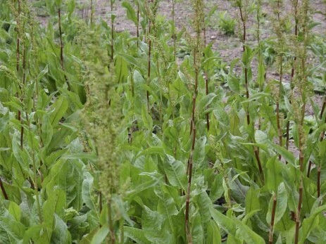 Bild: Ewiger Spinat, Garten-Ampfer (Rumex patientia), Bildquelle: gaertnerei-empel.de