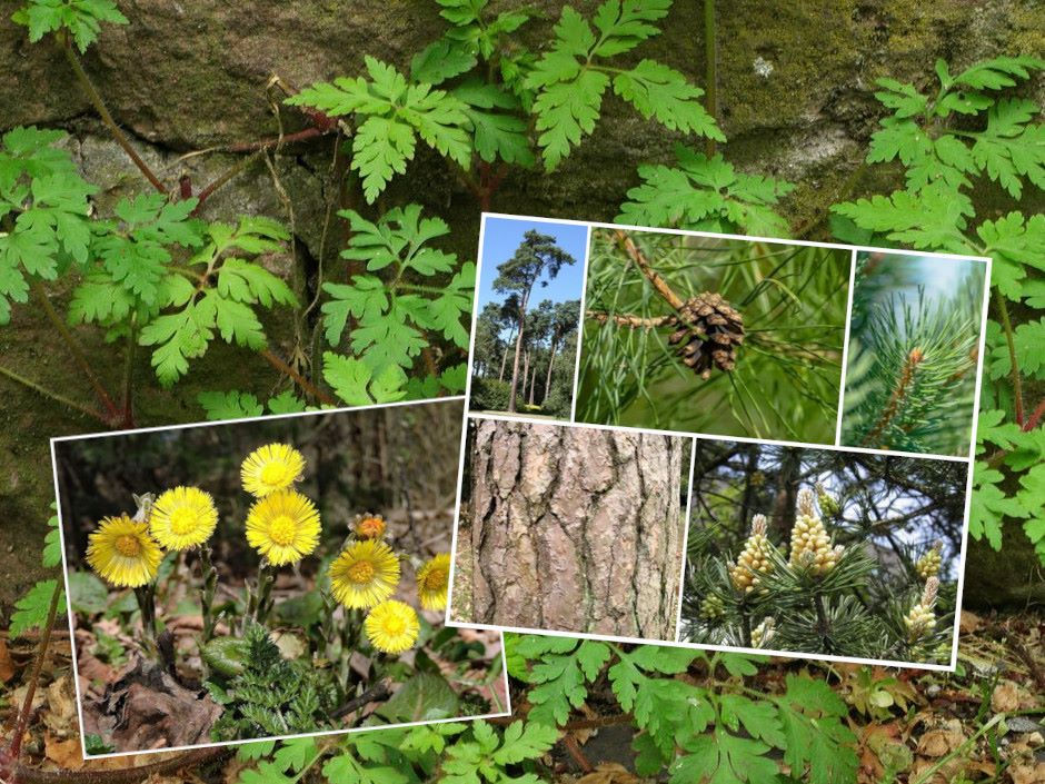 14x Essbares im Februar