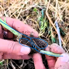 Die Wurzelballen von 2 Tomaten kreuzen