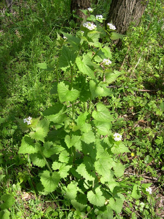 Knoblauchrauke (Alliaria petiolata)