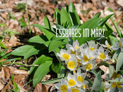 Essbare Wildkräuter im März