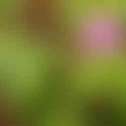 Stinkende Storchschnabel/Ruprechtskraut (Geranium robertianum) 