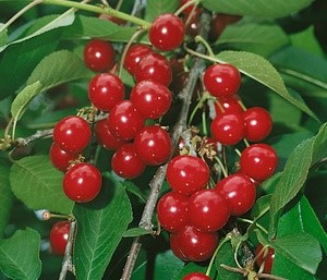 Weichsel 'Königliche Amarelle' am Baum