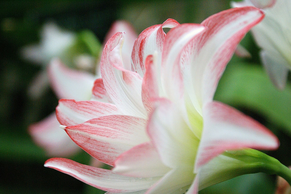 abd671_d09b1aee522147c59c1a889dc97bb6e8.