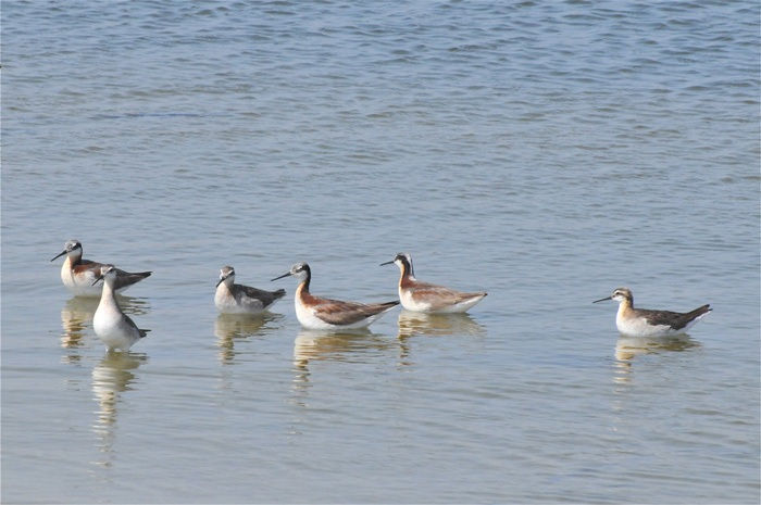 Wilson's Phalaropes (Phalaropus tricolor)