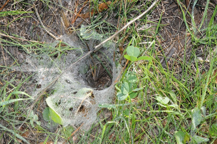 Ariadne Spider (Ariadna bicolor)