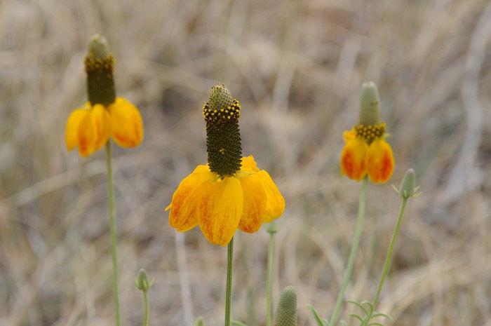 Mexican Hat (Ratibida columnifera)