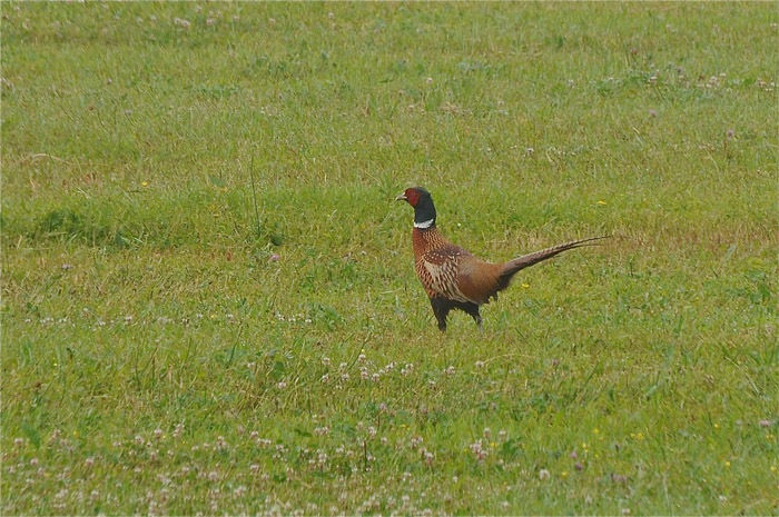 Ring-necked Pheasant (Phasianus colchicus)