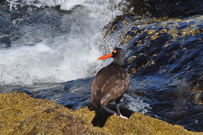 Black Oystercatcher (Haematopus bachmani)