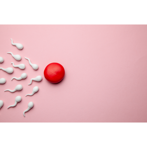 plasticine model of sperm on way to fertilise egg