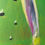 Thumbnail: Tree frog painting