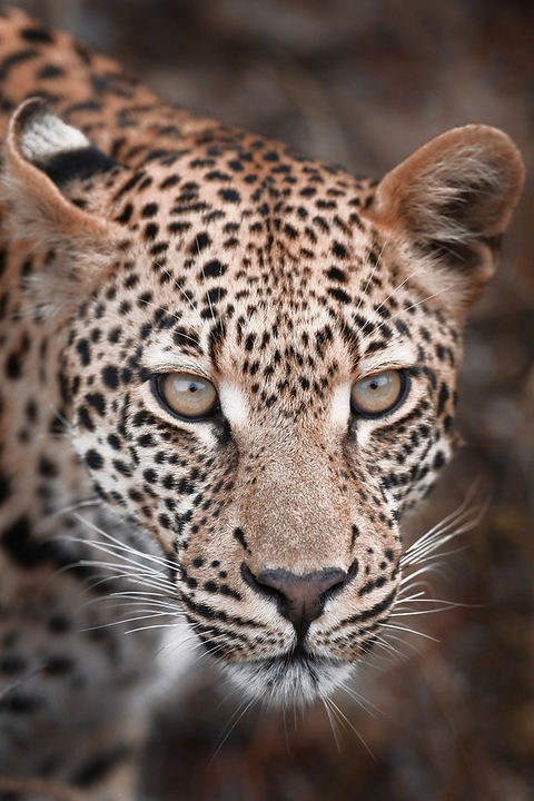『 Leopard faces 』by Gayo Leopard Face | Picture World