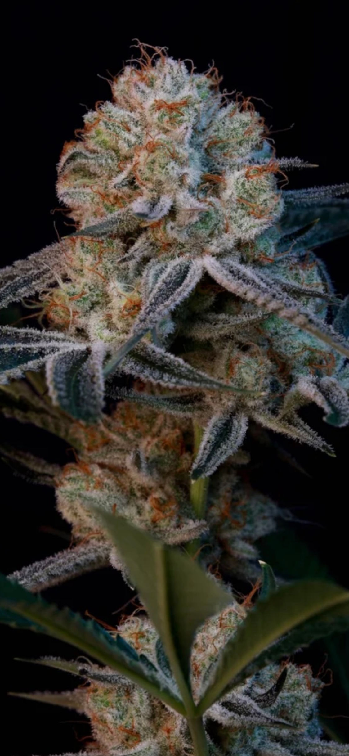 Cobra Chi #9 - Prime Cut