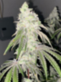 Kush mints by seed junky 