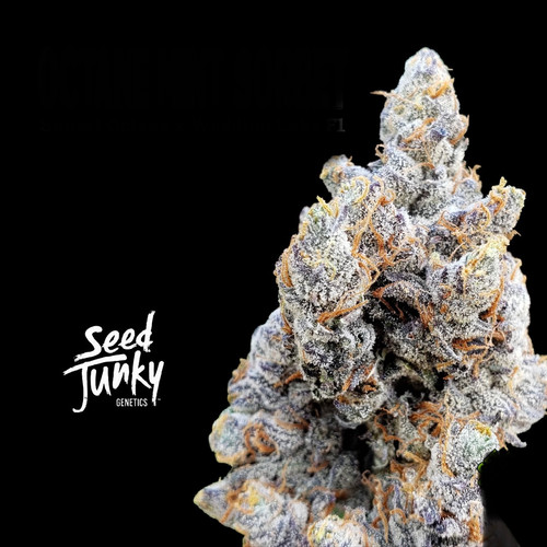 Octane Mint SorbetSeed Junky C.C.Consulting