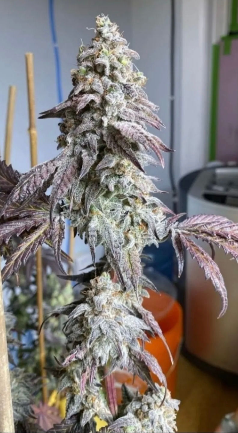 Shop CanadaClonesConsulting