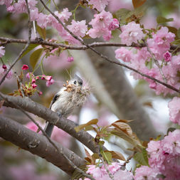 Nature Picture of the Week: Titmouse Perched among Cherry Blossoms