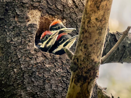 Nature Picture of the Week: Baby Woodpeckers at Panthorn