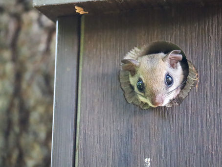Nature Picture of the Week: Flying Squirrel