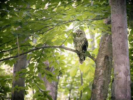 Nature Picture of the Week: Barred Owl at Panthorn Park