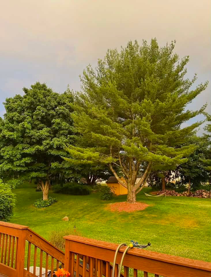 Pine tree before storm TRACIE MARIE PHOTO